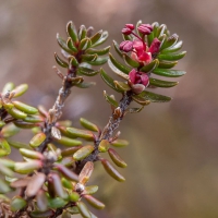 Blooming Crowberry