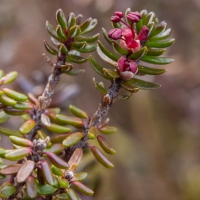 Blooming Crowberry