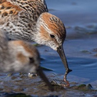 Western Sandpiper with Worm