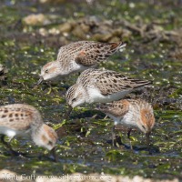 Semipalmated Sandpiper  with Western Sandpipers