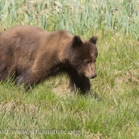 Young Brown Bear