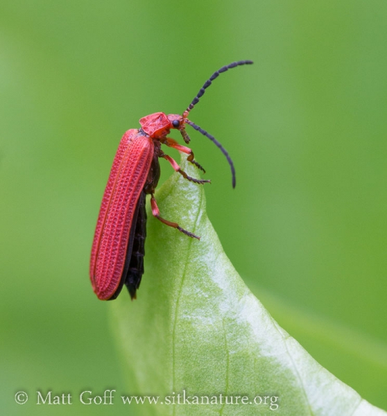 Red Net-winged Beetle (Punicealis hamata)