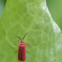 Red Net-winged Beetle (Punicealis hamata)