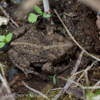 Boreal Toad (Anaxyrus boreas)