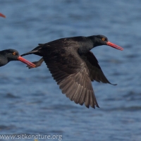 Black Oystercatchers in Flight