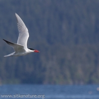 Caspian Tern in Flight