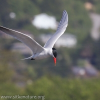 Caspian Tern in Flight