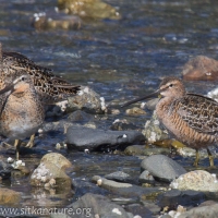 Dowitchers at Totem Park