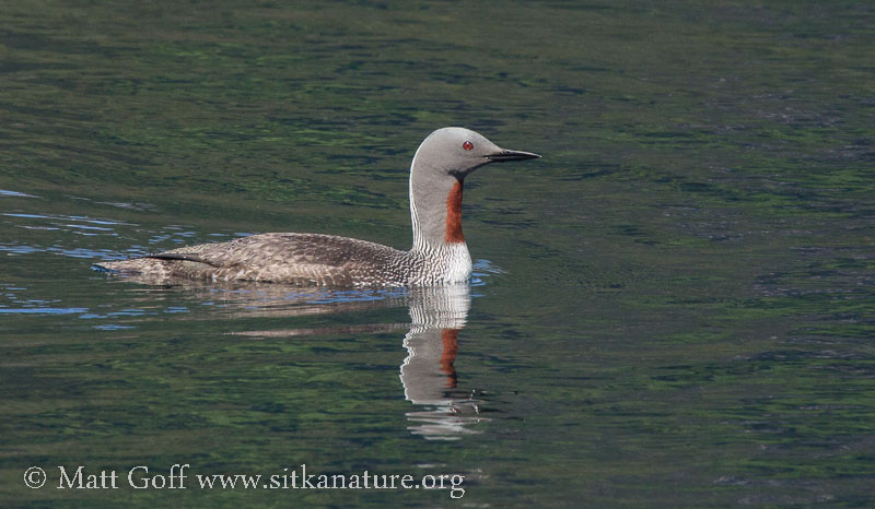Red-throated Loon on Blue Lake