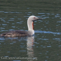 Red-throated Loon on Blue Lake