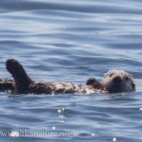 Young Sea Otter