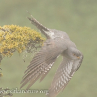 Common Cuckoo Taking off