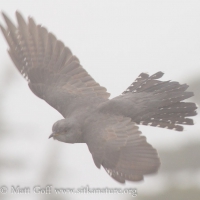Common Cuckoo in Flight