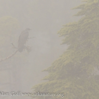 Misty Common Cuckoo