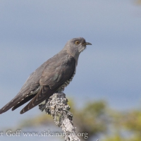 Common Cuckoo