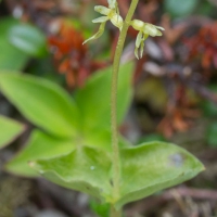 Blooming Heart-leaved Twayblade (Listera cordata)