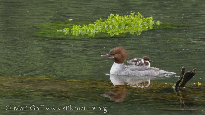 Common Merganser with Chick