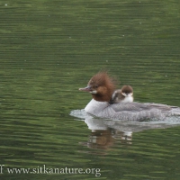 Common Merganser with Chick