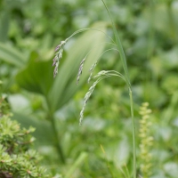 Mountain Hairgrass (Vahlodea atropurpurea)