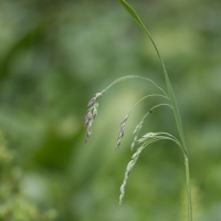 Mountain Hairgrass (Vahlodea atropurpurea)