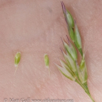 Mountain Hairgrass (Vahlodea atropurpurea) Flowers