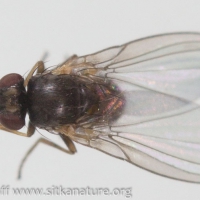 Leaf Mining Fly (Phytomyza sp)