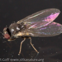 Leaf Mining Fly (Phytomyza sp)