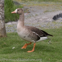 Greater White-fronted Geese at Swan Lake