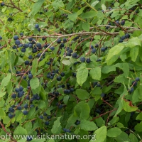 Blueberry Crop