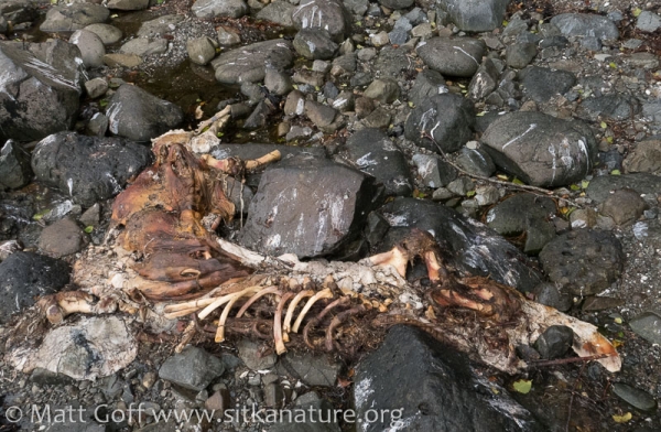 Sea Lion Remains