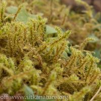 Springy Turf Moss (Rhytidiadelphus squarrosus)