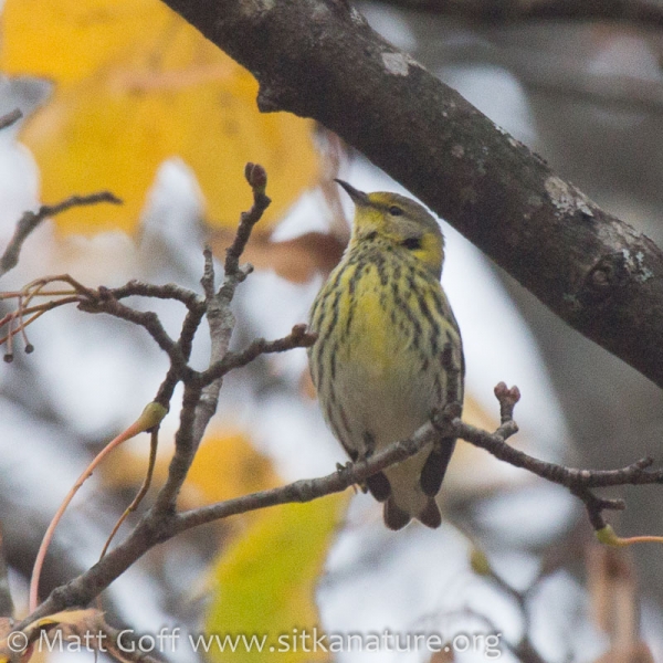 Cape May Warbler