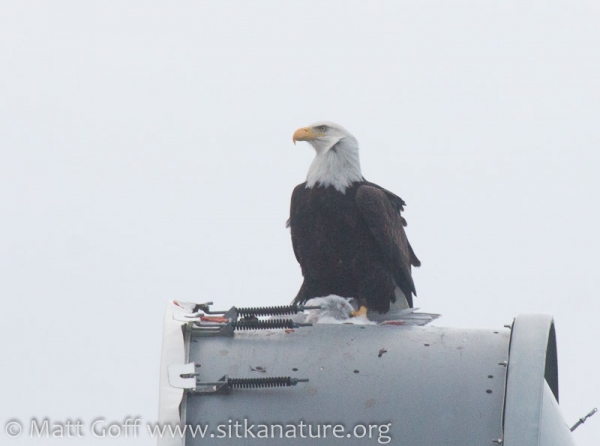 Bald Eagle with Gull