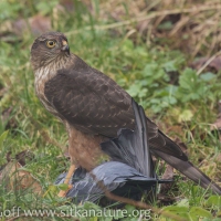 Sharp-shinned Hawk on Captured Rock Pigeon