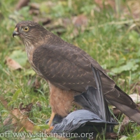 Sharp-shinned Hawk on Captured Rock Pigeon