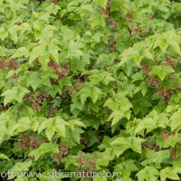 Trailing Currant (Ribes laxiflorum)