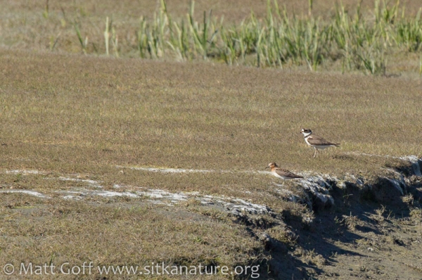 Red-necked Stint with Semipalmated Plover
