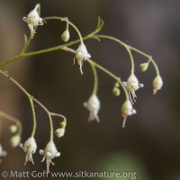 Blooming Alumroot (Heuchera glabra)