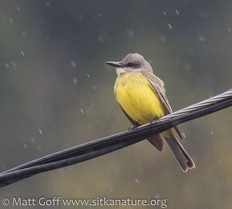 Tropical(?) Kingbird