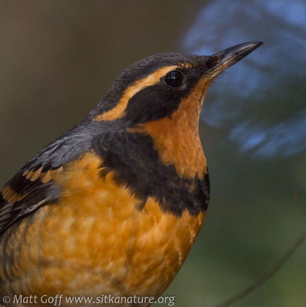 Varied Thrush