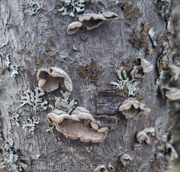 Fungi on Bark