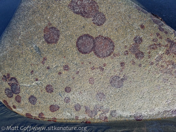Rusty Rock (Hildenbrandia rubra)