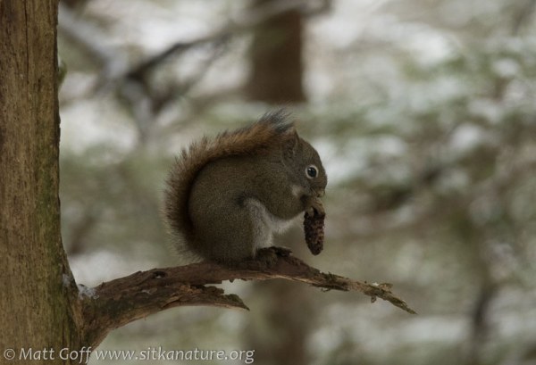 Red Squirrel with Cone