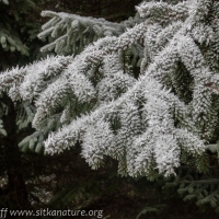 Frosted Spruce