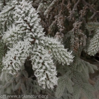 Frosted Spruce