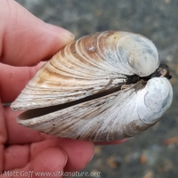 Clam Shell