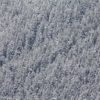 Snow covered Forest