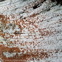 Driftwood Rim Lichen (Lecanora xylophila)