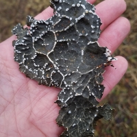 Lichen (Lobria sp?)