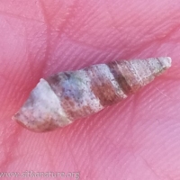 Threaded Snail (Neostylidium eschrichtii) Shell